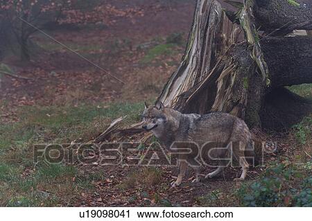 Grey wolf (Canis lupus) by fallen tree, Bavarian forest national park, Bavaria, Germany View Large Photo Image Stock Image - Grey wolf (Canis lupus) by fallen tree, Bavarian forest national park, Bavaria, Germany. Fotosearch