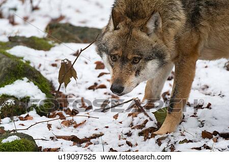 Stock Photography - Grey wolf (Canis lupus) snow covered land, Bavarian forest national park, Bavaria, Germany. Fotosearch