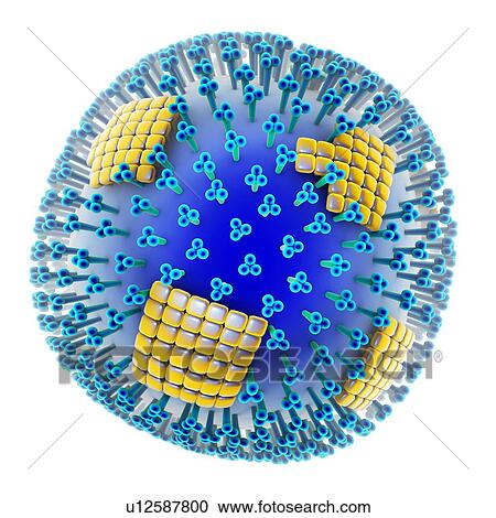 H1N1 flu virus particle, artwork View Large Photo Image Stock Image - H1N1 flu virus particle, artwork. Fotosearch