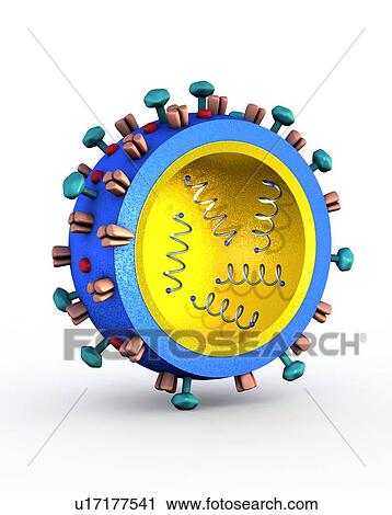 H1N1 flu virus particle, artwork View Large Photo Image Stock Image - H1N1 flu virus particle, artwork. Fotosearch
