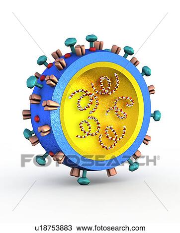 Stock Image - H1N1 flu virus particle, artwork. Fotosearch