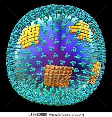 H1N1 flu virus particle, artwork View Large Photo Image Stock Image - H1N1 flu virus particle, artwork. Fotosearch