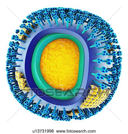 Stock Photo - H1N1 flu virus particle, artwork. Fotosearch