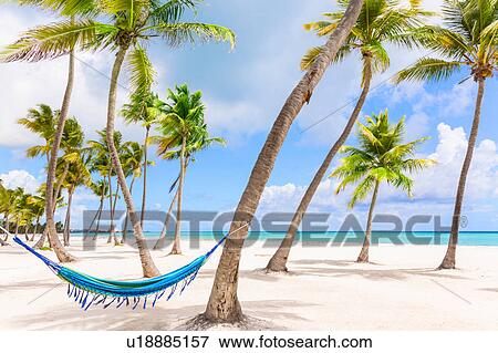 Hammock between palm tree's on beach, Dominican Republic, The Caribbean View Large Photo Image Stock Photo - Hammock between palm tree's on beach, Dominican Republic, The Caribbean. Fotosearch