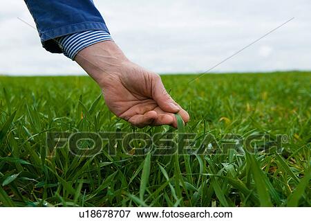 Stock Photo - Hand of farmer monitoring field crop. Fotosearch