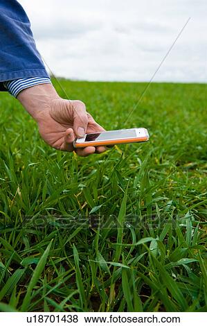 Stock Photo - Hand of farmer photographing field crop on smartphone. Fotosearch