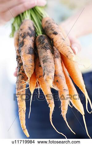 Harvested carrots View Large Photo Image Picture - Harvested carrots. Fotosearch