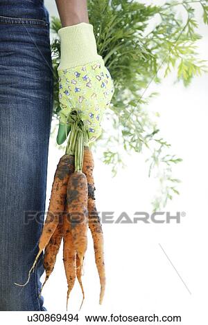 Harvested carrots View Large Photo Image Picture - Harvested carrots. Fotosearch