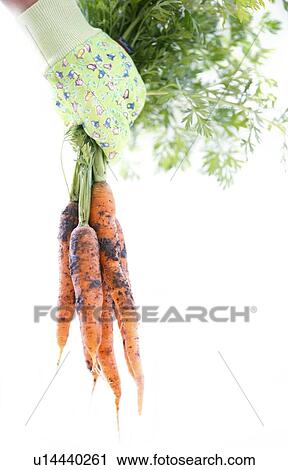 Harvested carrots View Large Photo Image Stock Image - Harvested carrots. Fotosearch
