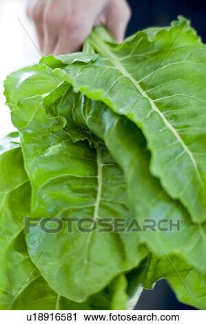 Stock Image - Harvested perpetual spinach. Fotosearch