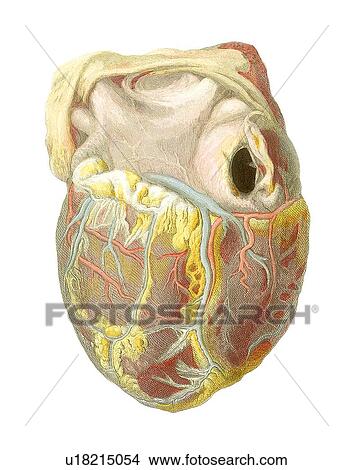 Picture - Heart anatomy, artwork. Fotosearch