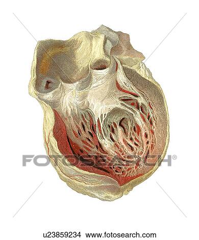 Heart anatomy, artwork View Large Photo Image Picture - Heart anatomy, artwork. Fotosearch