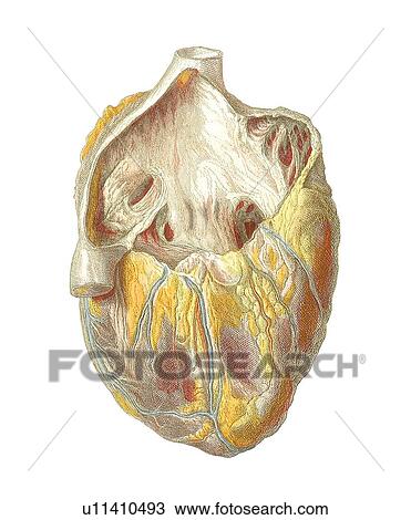 Heart anatomy, artwork View Large Photo Image Stock Image - Heart anatomy, artwork. Fotosearch