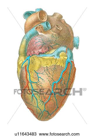 Heart anatomy, artwork View Large Photo Image Stock Image - Heart anatomy, artwork. Fotosearch