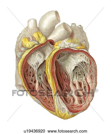 Heart anatomy, artwork View Large Photo Image Stock Image - Heart anatomy, artwork. Fotosearch