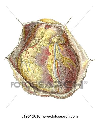 Heart anatomy, artwork View Large Photo Image Stock Image - Heart anatomy, artwork. Fotosearch