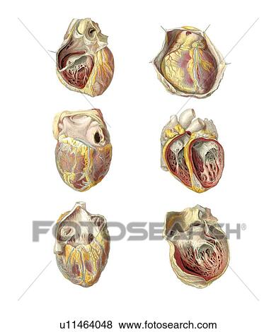 Heart anatomy, artwork View Large Photo Image Stock Photo - Heart anatomy, artwork. Fotosearch