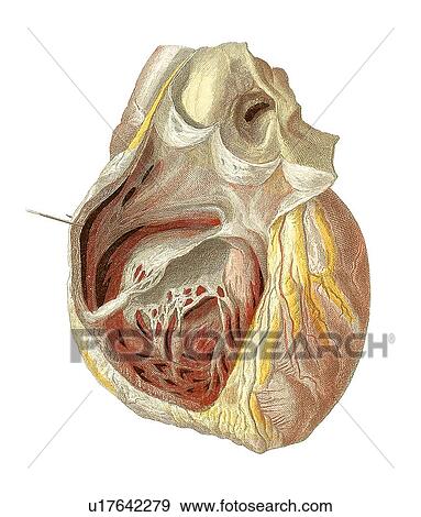 Heart anatomy, artwork View Large Photo Image Stock Photo - Heart anatomy, artwork. Fotosearch