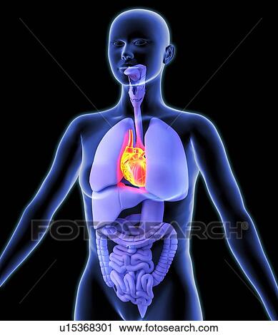 Stock Image - Heart, artwork. Fotosearch