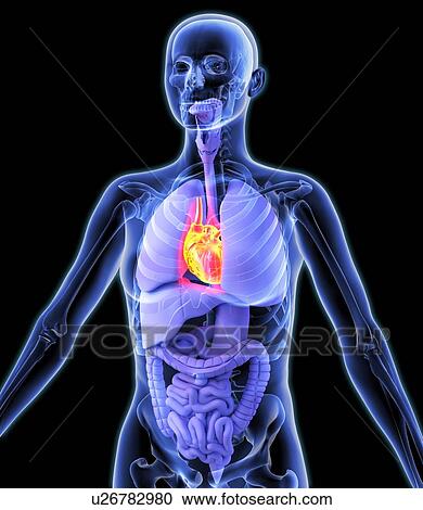 Heart, artwork View Large Photo Image Stock Image - Heart, artwork. Fotosearch