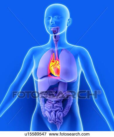 Stock Photo - Heart, artwork. Fotosearch