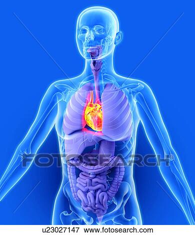Stock Photo - Heart, artwork. Fotosearch