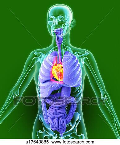 Heart, artwork View Large Photo Image Stock Photography - Heart, artwork. Fotosearch
