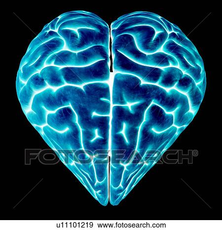 Stock Photo - Heart-shaped brain, conceptual artwork. Fotosearch