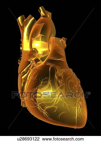 Heart with coronary vessels View Large Photo Image Stock Image - Heart with coronary vessels. Fotosearch