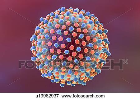 Stock Photo - Hepatitis C virus, illustration. Fotosearch