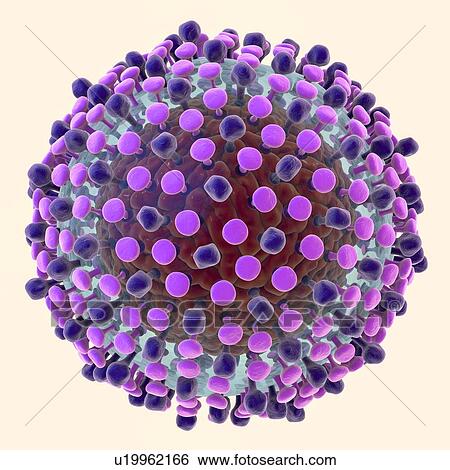 Hepatitis C virus, illustration View Large Photo Image Stock Photograph - Hepatitis C virus, illustration. Fotosearch