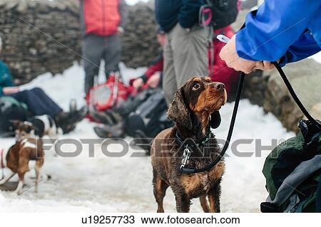 Hikers and dogs taking break View Large Photo Image Stock Image - Hikers and dogs taking break. Fotosearch