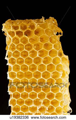 Honeycomb, close up View Large Photo Image Stock Photograph - Honeycomb, close up. Fotosearch