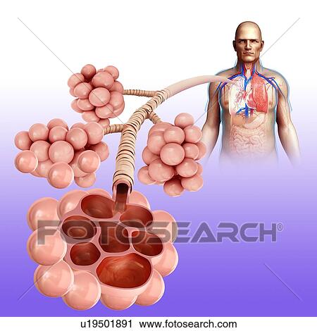 Stock Image - Human alveoli, illustration. Fotosearch
