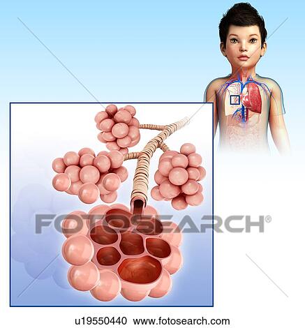 Stock Image - Human alveoli, illustration. Fotosearch