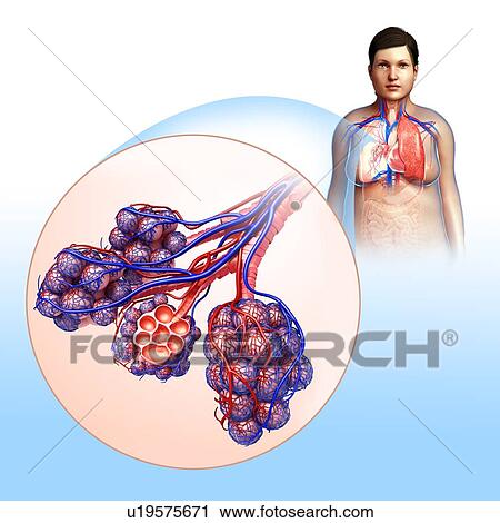 Stock Image - Human alveoli, illustration. Fotosearch
