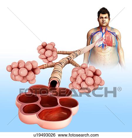 Stock Photograph - Human alveoli, illustration. Fotosearch