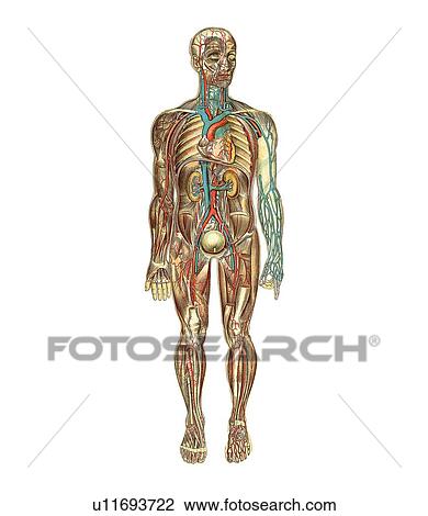 Human anatomy, artwork View Large Photo Image Stock Image - Human anatomy, artwork. Fotosearch