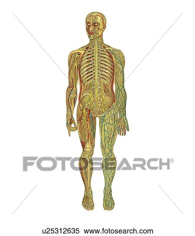 Human anatomy, artwork View Large Photo Image Stock Photography - Human anatomy, artwork. Fotosearch