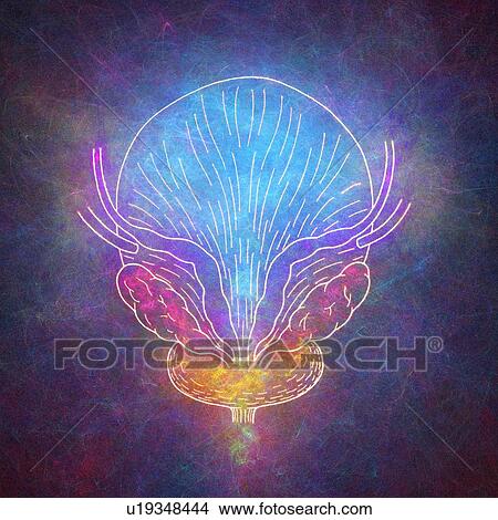 Human bladder, illustration View Large Photo Image Picture - Human bladder, illustration. Fotosearch