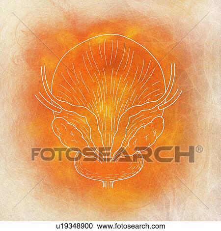 Stock Image - Human bladder, illustration. Fotosearch
