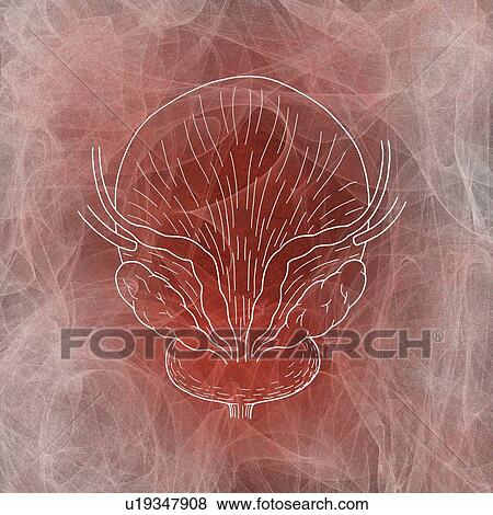 Human bladder, illustration View Large Photo Image Stock Photo - Human bladder, illustration. Fotosearch