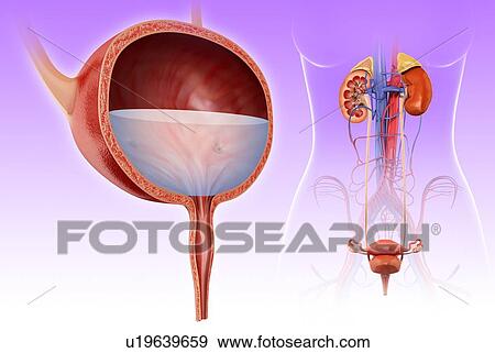 Stock Photo - Human bladder, illustration. Fotosearch