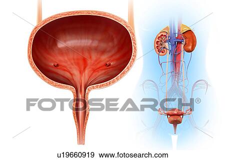 Human bladder, illustration View Large Photo Image Stock Photo - Human bladder, illustration. Fotosearch