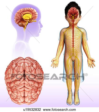 Human brain anatomy, illustration View Large Photo Image Stock Image - Human brain anatomy, illustration. Fotosearch