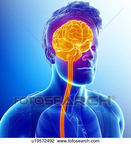 Stock Image - Human brain anatomy, illustration. Fotosearch