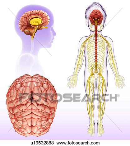 Human brain anatomy, illustration View Large Photo Image Stock Photo - Human brain anatomy, illustration. Fotosearch