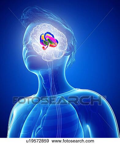 Human brain anatomy, illustration View Large Photo Image Stock Photo - Human brain anatomy, illustration. Fotosearch