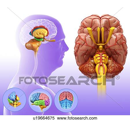 Human brain anatomy, illustration View Large Photo Image Stock Photography - Human brain anatomy, illustration. Fotosearch