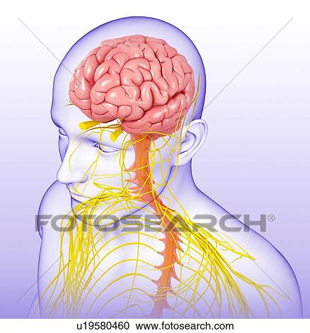Stock Image - Human brain and spinal cord, illustration. Fotosearch